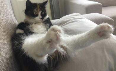 To show you my cat and her kittens for distraction and stress relief purposes?