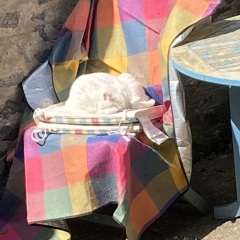 My little cat smells of someone else's perfume
