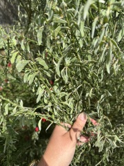 Anyone ID this plant for me?