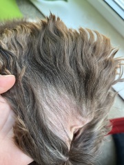 What is this on my dog’s ears?