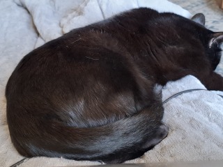 To show you my cat and her kittens for distraction and stress relief purposes?