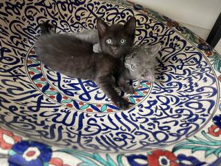 Bringing home 2 kittens on Sunday - what have I forgotten?!