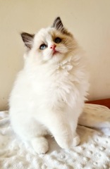 To show you my cat and her kittens for distraction and stress relief purposes?