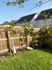 What’s eating my birch trees? 🌳