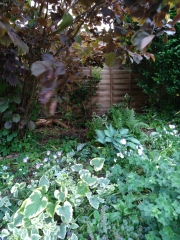 Dog-friendly plants for dense shade?