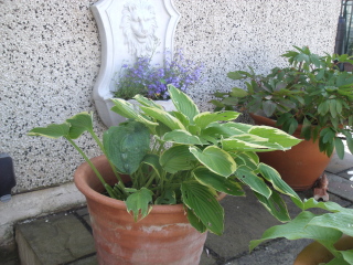 More hosta trouble