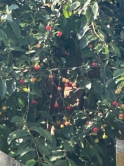 January 2025 Starters Thread 9!