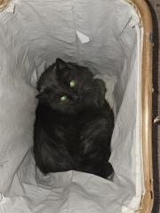 Roond and roond and up and doon - the Excellent Cats roam aboot