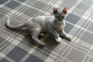 To show you my cat and her kittens for distraction and stress relief purposes?