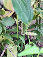 Merlin App Appreciation plus General Birding Chat