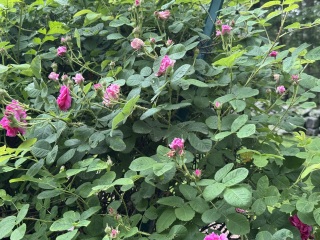 Come and tell us your dull and unexciting news 33: Calmly through the day