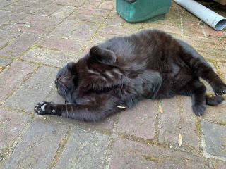 To show you my cat and her kittens for distraction and stress relief purposes?