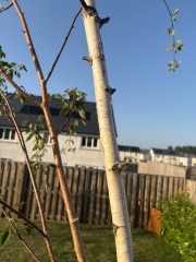 What’s eating my birch trees? 🌳