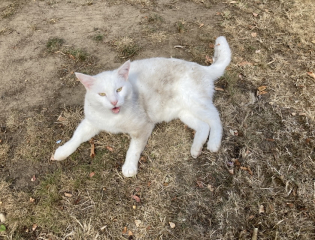To show you my cat and her kittens for distraction and stress relief purposes?