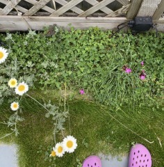 Weeds Have Rights Too !