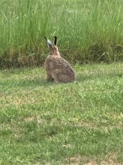 Hares in the garden
