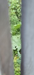 What have you done in the garden today? Part 7