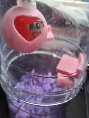 My new jumping spider.