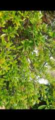 Any ideas what happened to my bush?