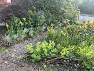 Show me your bee and butterfly garden please!