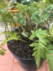 Can anyone ID these ferns?