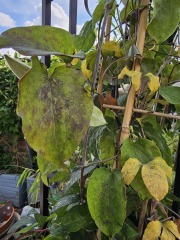 Clematis