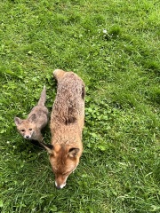 Can we talk about my fox family please?