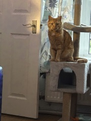 Cats everywhere!