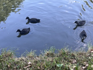 Roond and roond and up and doon - the Excellent Cats roam aboot