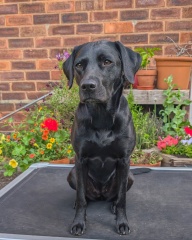 Adolescent Dog Survival Thread - for teenage dirtbags