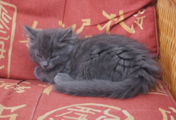 Roond and roond and up and doon - the Excellent Cats roam aboot