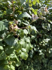 What is this growing in my garden?