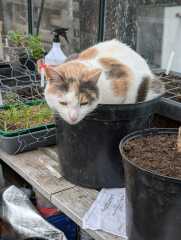 Fostering a pregnant cat