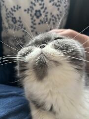 Pampered, Persian, Princess Penelope