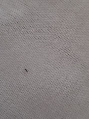 Anyone know what this black bug in my bed is.. please help!