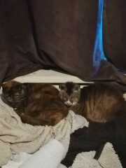 Roond and roond and up and doon - the Excellent Cats roam aboot