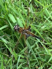 The Bluestocking Women’s Pub - Where Everybody Knows Your Username