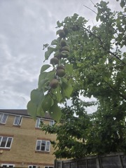 Name ?