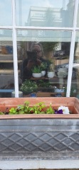 Peat free compost?
