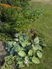 More hosta trouble