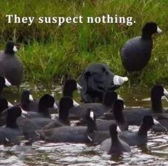 This made me howl laughing.  Anyone else heard a funny joke or seen a funny meme?