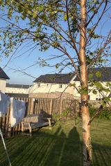 What’s eating my birch trees? 🌳