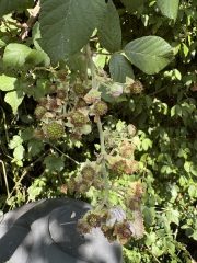What is this growing in my garden?