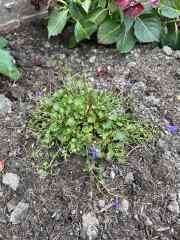 Campanulas and hydrangea not doing great