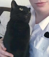 DH says cat needs to show more gratitude