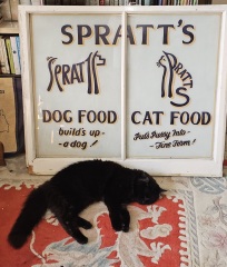 Roond and roond and up and doon - the Excellent Cats roam aboot