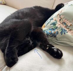 The One after the One where the Excellent Cats posed for a calendar