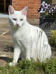 Roond and roond and up and doon - the Excellent Cats roam aboot