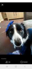 Old dog support thread