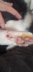 What's wrong with my cat.